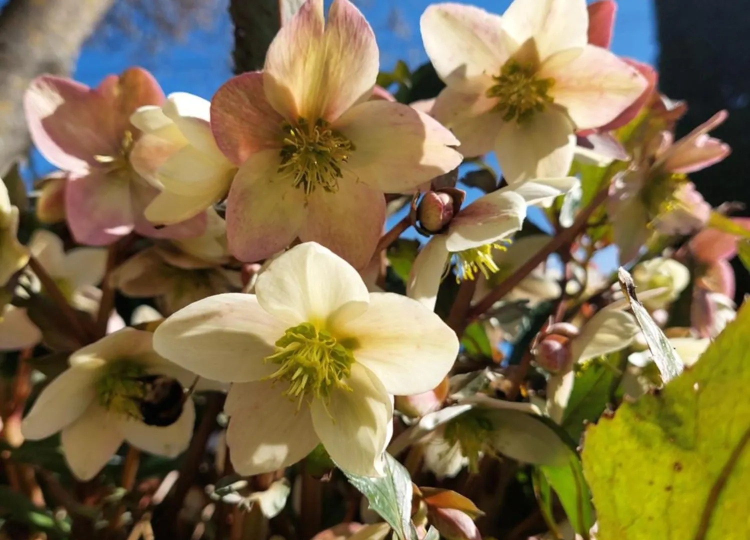 Rosa D' Inverno Piancastagnaio 0*,